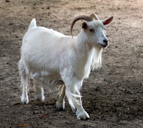 Festival organisers seek suitable nanny goat - Laois Today