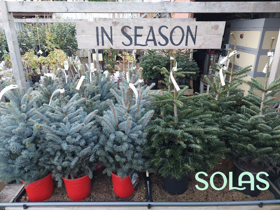 Christmas Trees at Solas