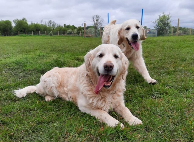 Woofland Dog Park