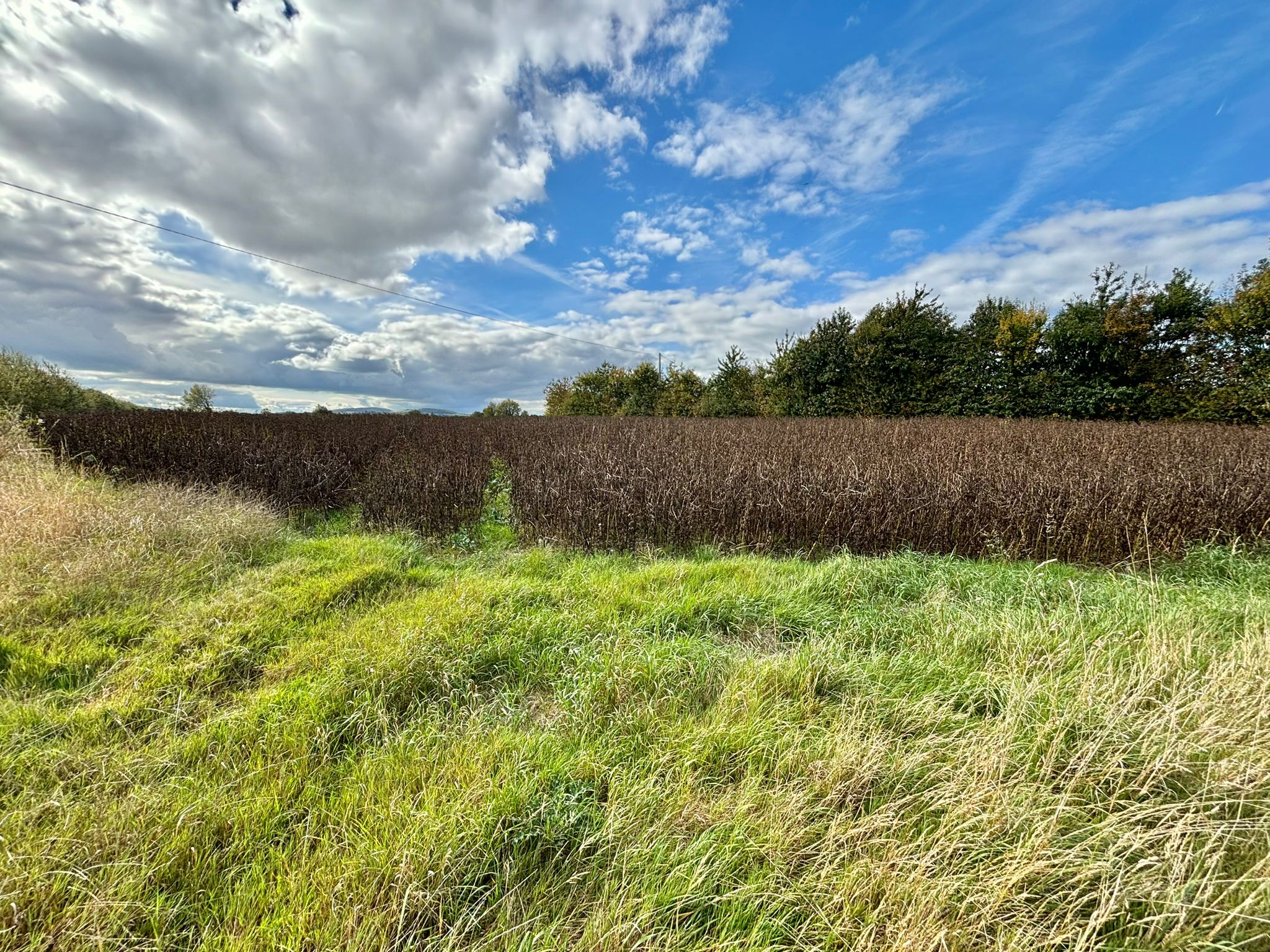 Lands for sale at Vicarstown, Co Laois.